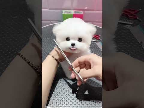 Chiot ours en peluche !