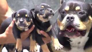 Mutant Pitbull American Bully Pax Daxline Universe