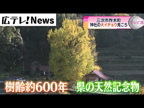 [Sakuki-cho, ciudad de Miyoshi] El mejor momento para ver el “Gran Ginkgo” designado como monumento natural