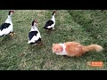 Persian Cat Playing With Mascovy Duck Funny Video