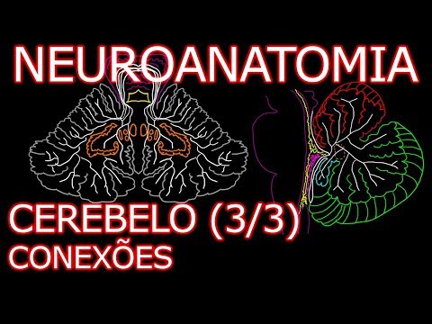 Aula: Neuroanatomia - Cerebelo (Conexões e Divisões Funcionais) - Neuroanatomia Humana #8.3