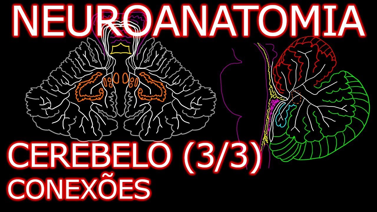 Aula: Neuroanatomia - Cerebelo (Conexões e Divisões Funcionais) - Neuroanatomia Humana #8.3