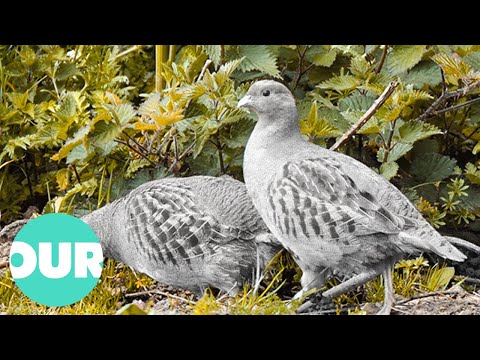 Das ländliche Leben des englischen Rebhuhns | Unsere Welt