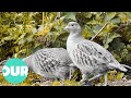 This Is The Country Life Of The English Partridge Our World
