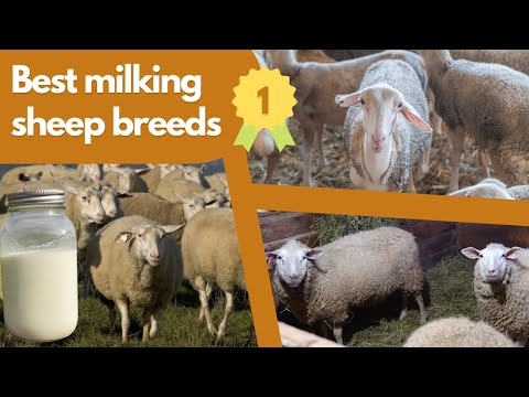 , title : 'Milking Sheep Breeds - Which one is right for you?'