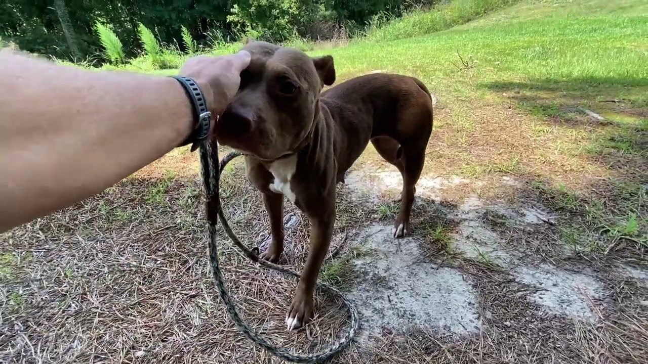 Coco, a ADOPTABLE Pit Bull Terrier in Monroe, GA video 2/3