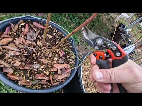 Řez kanadských borůvek