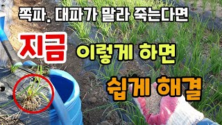 쪽파. 대파가 말라죽는다면 지금 이렇게 하면 쉽게 해결 쪽파병충해 고자리파리 발생원인은?