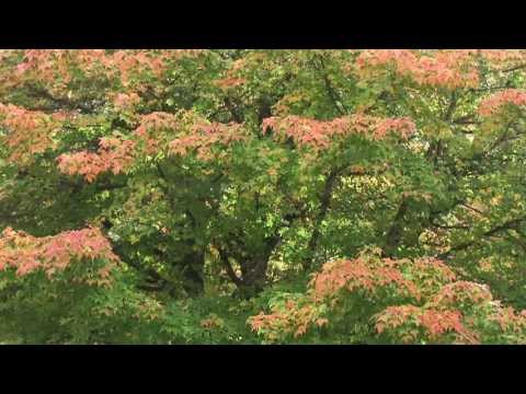 Autumn Leaves - Mantovani and his Orchestra