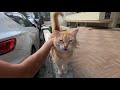 Orange Cat Meowing Unbelievably Cute