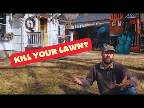 When To Kill A Lawn And Start Over