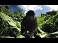 Grauer S Gorilla Lulingu Footage By GoPro