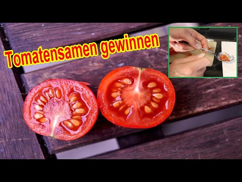 Tomatensamen aus Tomaten selber gewinnen – Tomatenkerne / Samen von Tomaten ernten, trocknen, lagern