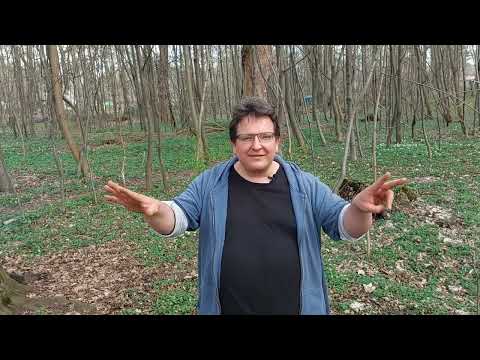 Frühjahrskraft mit dem Scharbockskraut