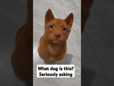 What dog is this? Seriously asking #dog #doglover #kuşadası