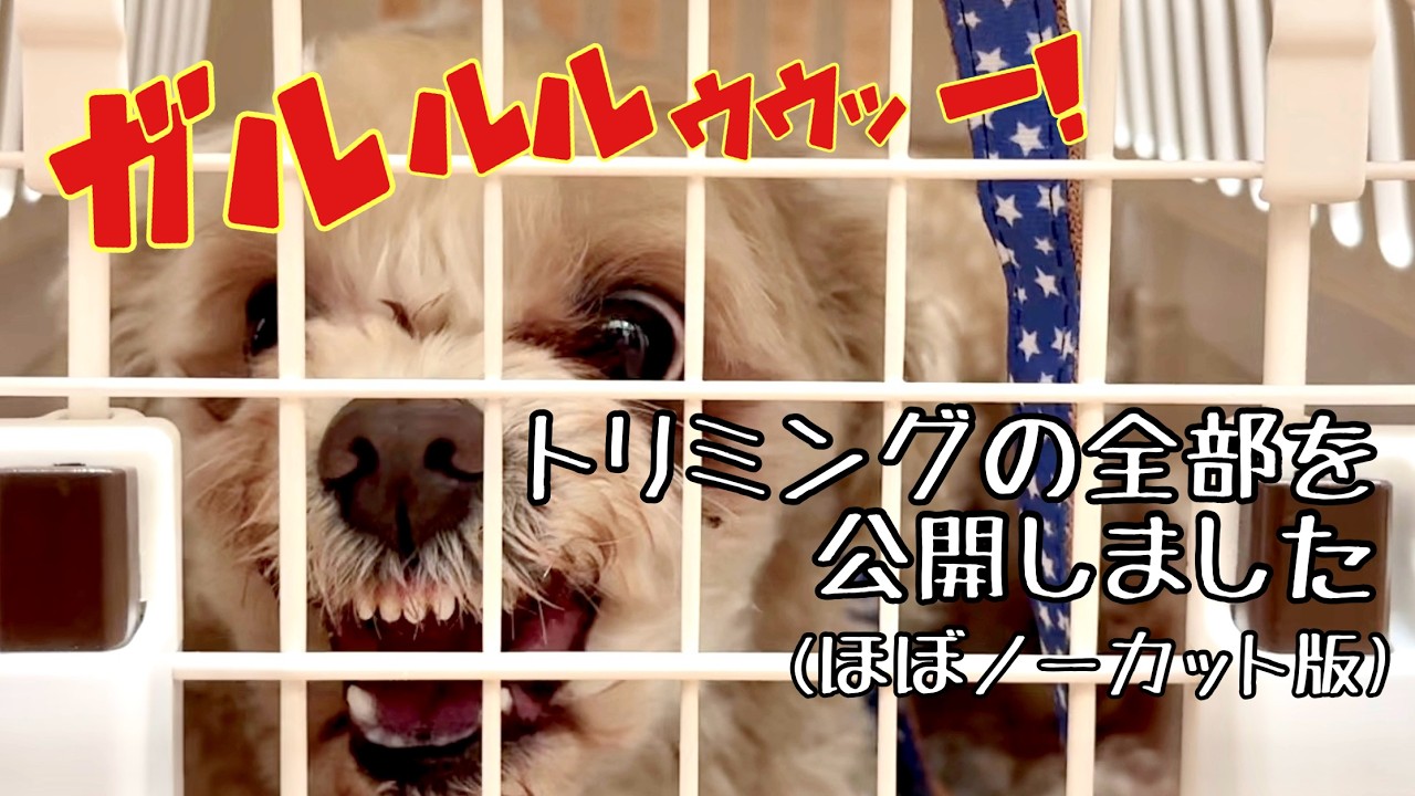 【解説付き】咬むマルプーちゃんをトリミングします！