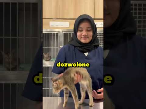 Jak PRAWIDŁOWO podnosić kota? 🐱❗