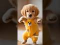 Dancing Puppy Deli Cute Dog Shows Off Dance Moves Dog Motorcycle Dance Dogdance Pet