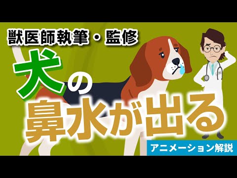 犬の鼻づまりの原因と治療法
