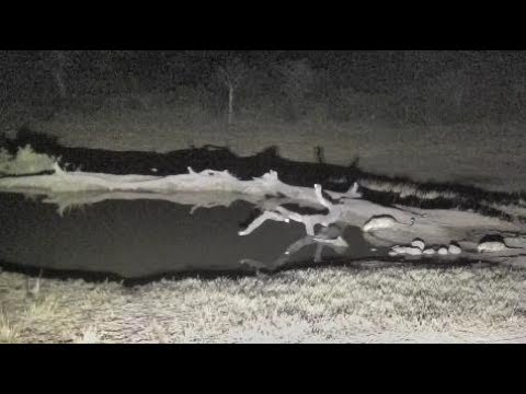 Djuma: Thandi and cub(Tlalamba) walk up for drink as Hosana watches - 21:47 - 08/13/18
