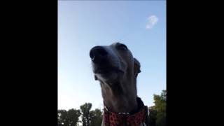 Steve Arrington & Dam Funk - Blow Your Mind