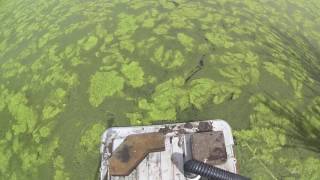 How to remove algae from a pond easily and without chemicals