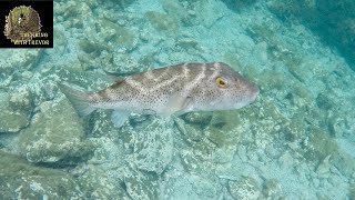 The Reef (Sea Creatures of Bahia de los Angeles)