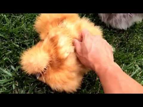Silkie Chicken Purring