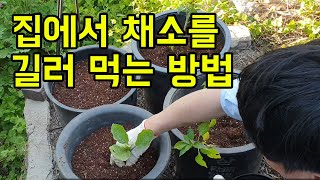 집에서 채소 먹기 생애 최초로 토종 채소 심은  후 3주간의 기록