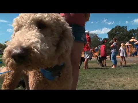 YouTube video about: Are sheep dogs hypoallergenic?