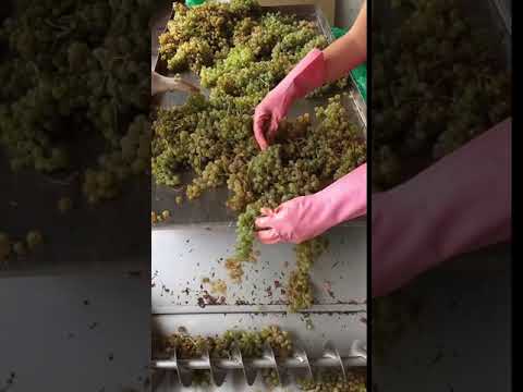 Grape sorting and processing