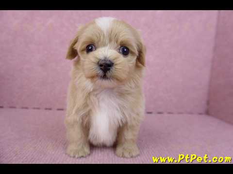 10/13馬爾泰迪公幼犬1號