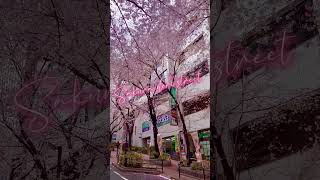 Shibuya Tokyo, Sakura dori street. #cherryblossom #sakura #shibuya #japan #桜 #渋谷 #桜まつり