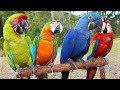 8 Most Beautiful Macaws On Planet Earth