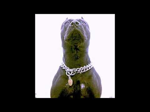 Nima Tequila feat. Scorp  Da Lord - PIT BULL