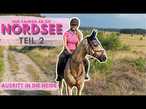 TRAUMURLAUB Teil 2 - Wer würde eher? (GLEICHE Fragen, 3 Jahre SPÄTER) I Watt I Küstenheide