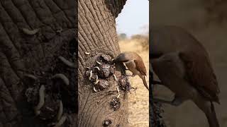 Download lagu Bird Cleans Maggots on Elephant’s Foot #birds #animals #shorts mp3