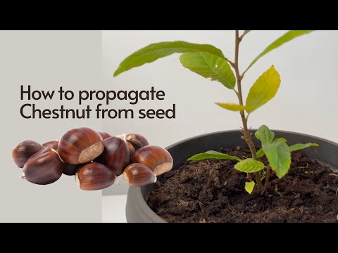 How to Germinate Chestnut from Seeds; Easy Chestnuts Growing 🌰