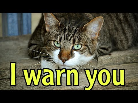 a poor cat loves his mother but she rejected him | cats video