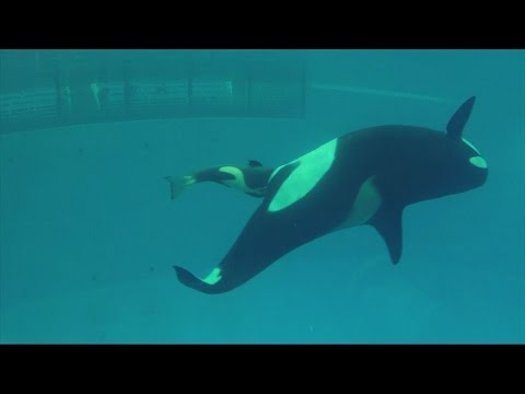 Amazing video captures birth of SeaWorld's last captive orca