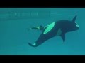 Amazing Video Captures Birth Of SeaWorld S Last Captive Orca