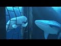 Finding Dory 2016 Official Clip You Re A Beluga