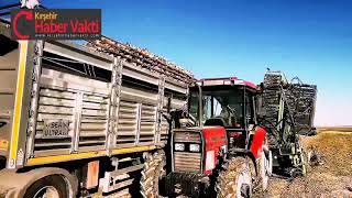 BAŞKAN SEHER ÜNSAL, HASAT YAPAN ÇİFTÇİYLE TARLADA GÖRÜŞTÜ