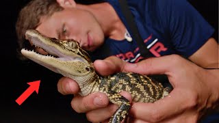 We Found DEADLY Animals in the Florida Everglades!