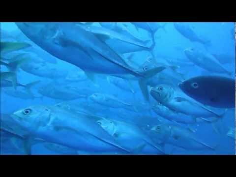 Scuba diving Galapagos