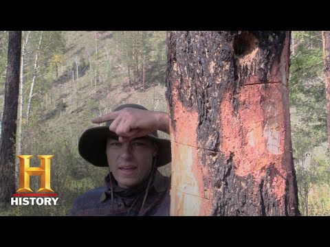 Alone: Bonus - Survival Hack: Felling a Tree (Season 5) | History