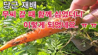 당근 재배 무씨 갈 때 함께 심었더니.. 이렇게 되었네요. ㅠ ㅠ (당근 재배, 당근 심기, 당근 효능, 당…
