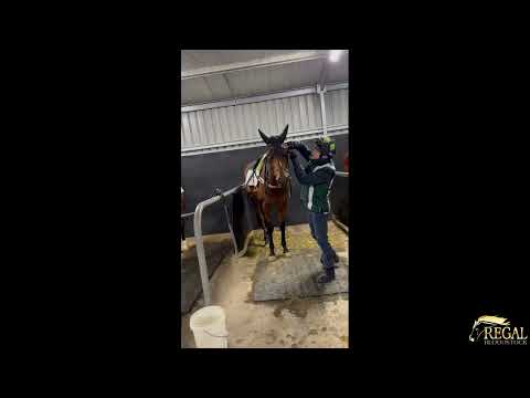 Brave Star Update I 180723