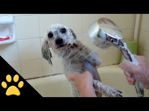 Los perros y el baño