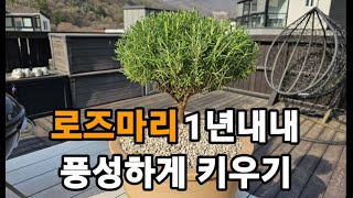 로즈마리 사계절 풍성하게 안죽이고 키우기 이것만 지켜주세요! #로즈마리키우기 #로즈마리분갈이하기 #로즈마리풍…